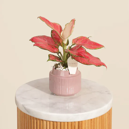 Red Joy Aglaonema Plant