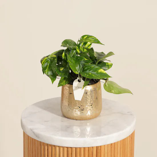 Calm Epipremnum Marble Queen Plant