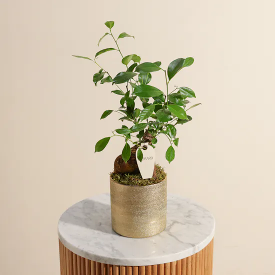 Magical Ficus Ginseng Plant