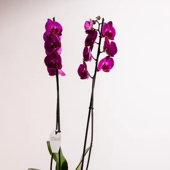 Majestic Purple Orchid Plant