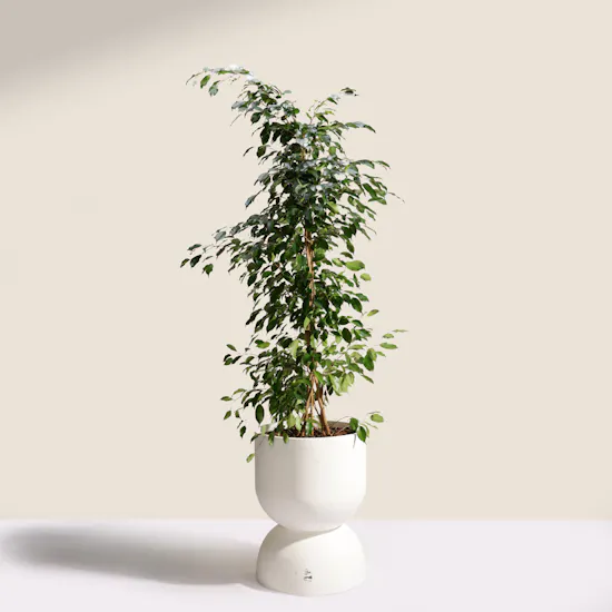 Elegant Big Ficus Exotica Plant