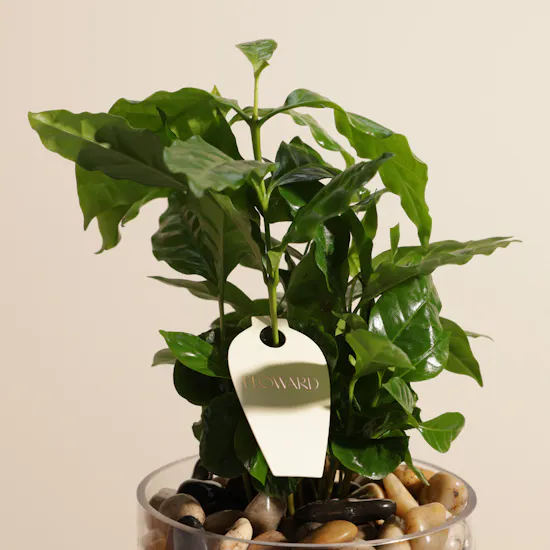 Elegant Coffee Arabica Duo plants