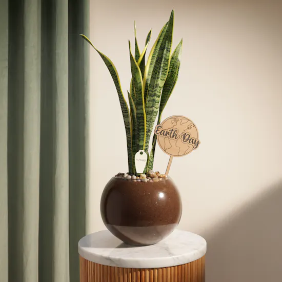 Unique Nigerian Sansevieria Earth Day Plant