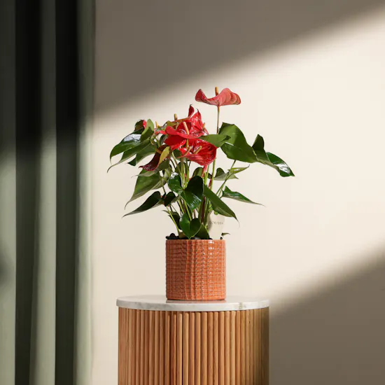 Fancy Red Anthurium Summer Love Plant