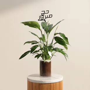 Blessed Hajj Peace Lily Plant