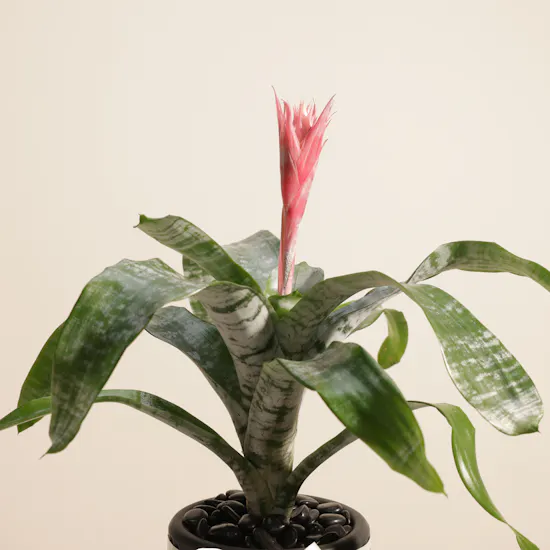 Exotic Rare Aechmea Plant