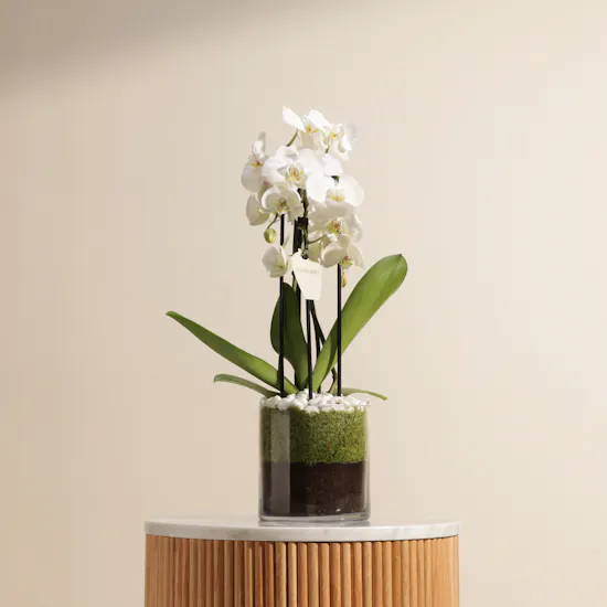 Fancy White Orchid Plant