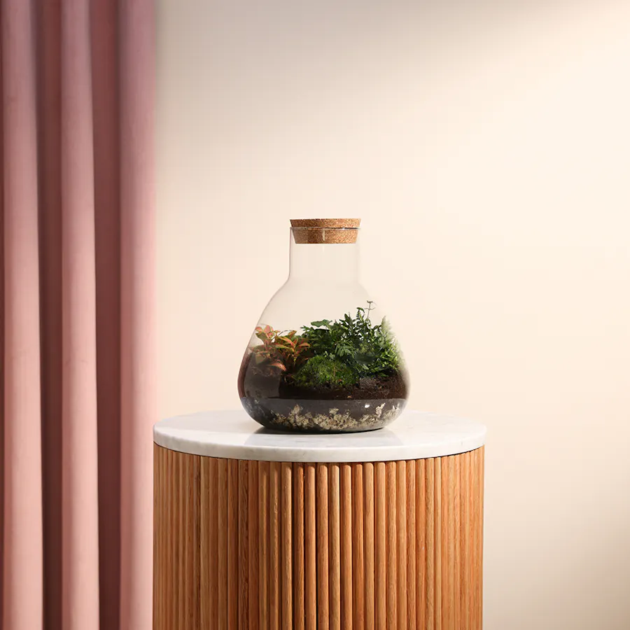 Terrarium with Mixed Indoor Plants  6