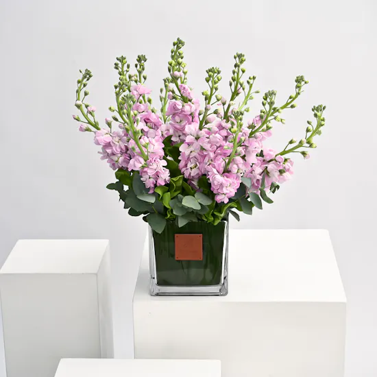 Pink Matthiola | Square Vase