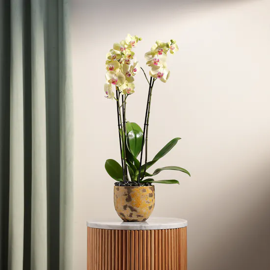 Light Yellow | Orchid Plant