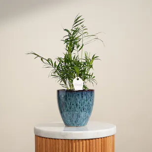 Stunning Small Chamaedorea Plant