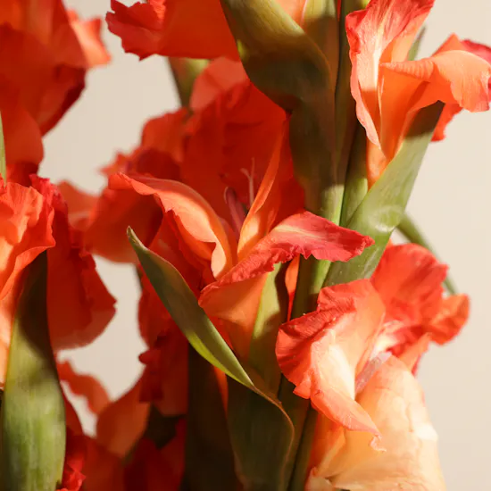 Orange Gladiolus | Flowers Bouquet