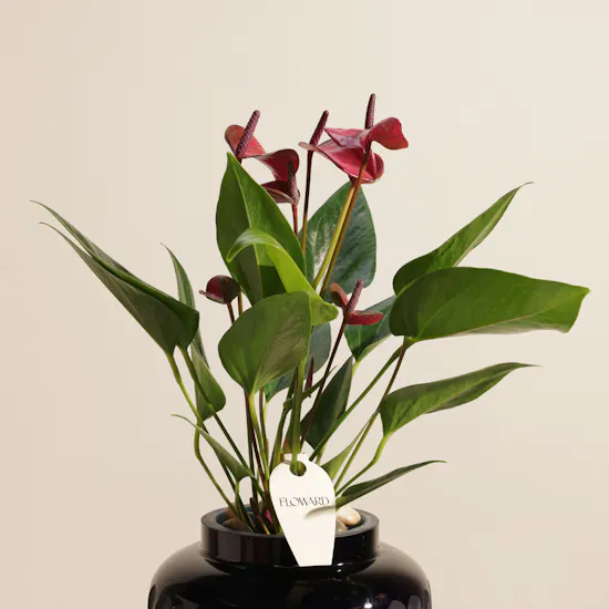Classy Purple Anthurium Plant