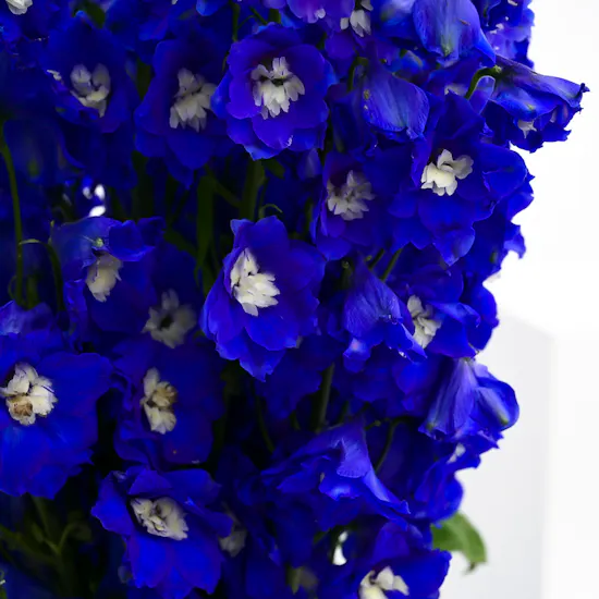 Delphiniums Vase