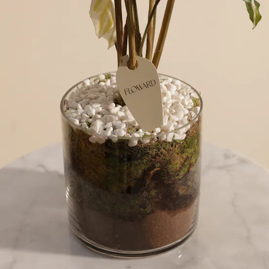 Crystal Calathea Stella Plant