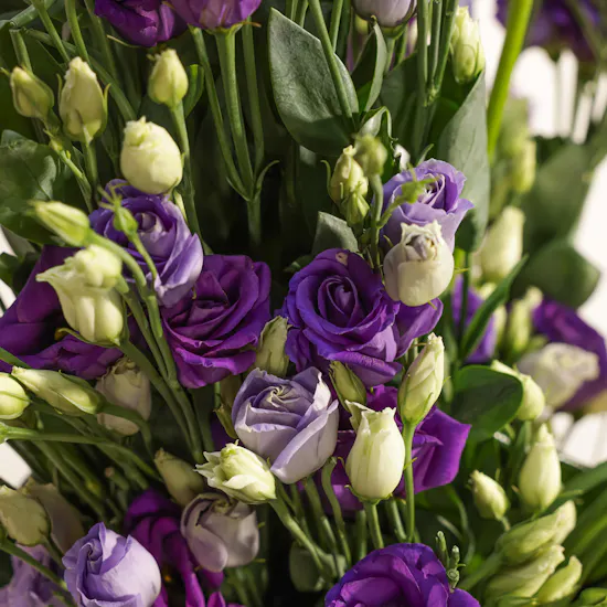 The Enchanting Eustoma