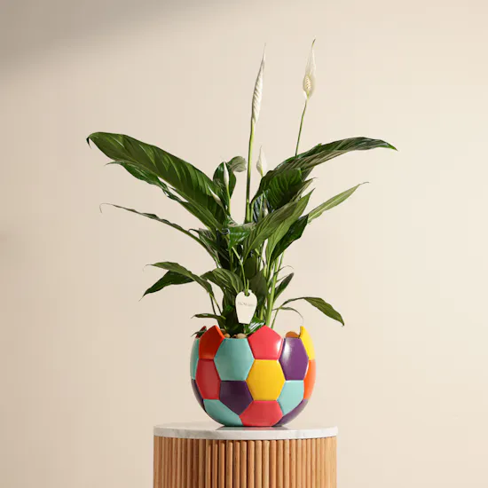White Spathiphyllum Bingo Plant
