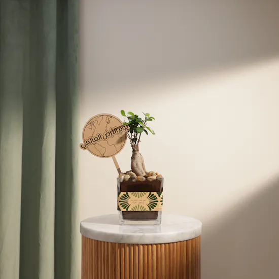 Stunning Japanese Ficus Ginseng Earth Day Plant