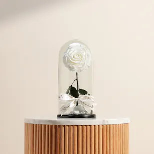 Charming Preserved White Rose | Glass Dome 