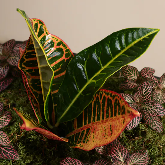 Codiaeum Variegatum Petra and Fittonia Joly Josan Duo Plants