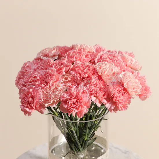 Elegant Pink Carnation Vase