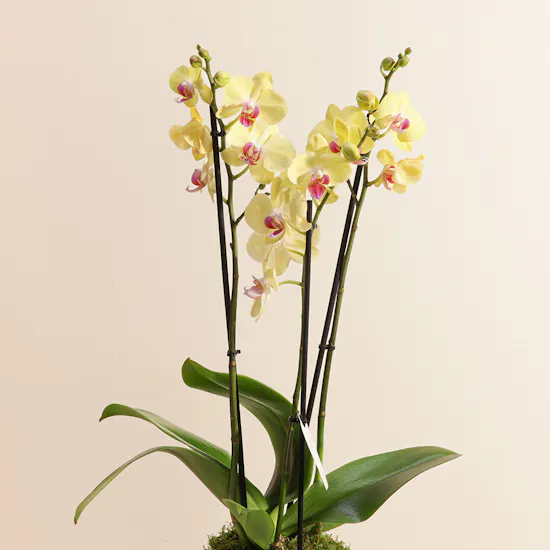 Yellow Orchid Plant