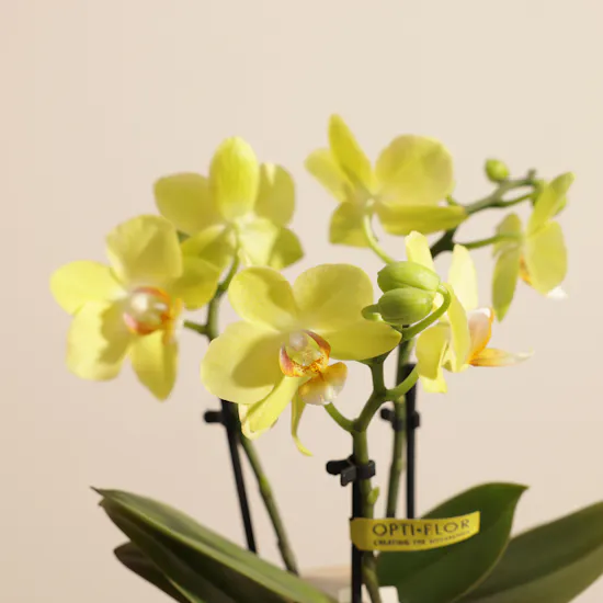 Elegant Small Yellow Phalaenopsis Plant