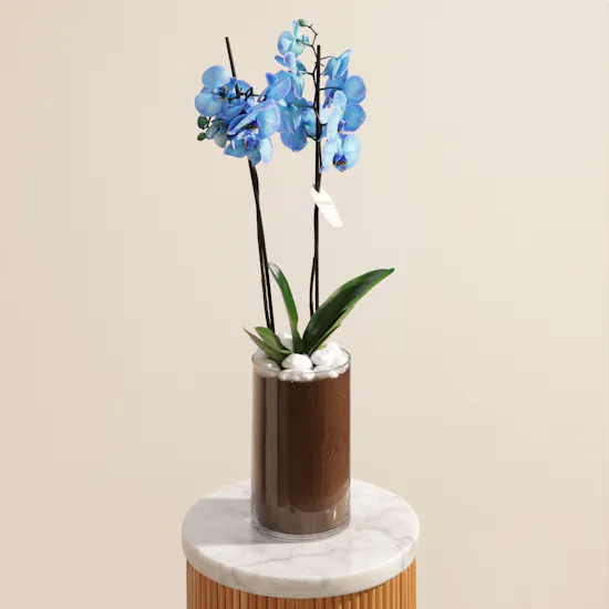 Father's Day Gentle Blue Orchid Plant