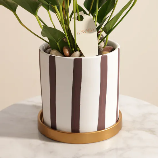 Spark Purple Anthurium Plant