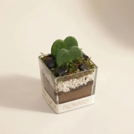 Charm Hoya Kerrii Heart Plants