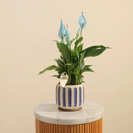 Elegant Spathiphyllum Bellini Plant