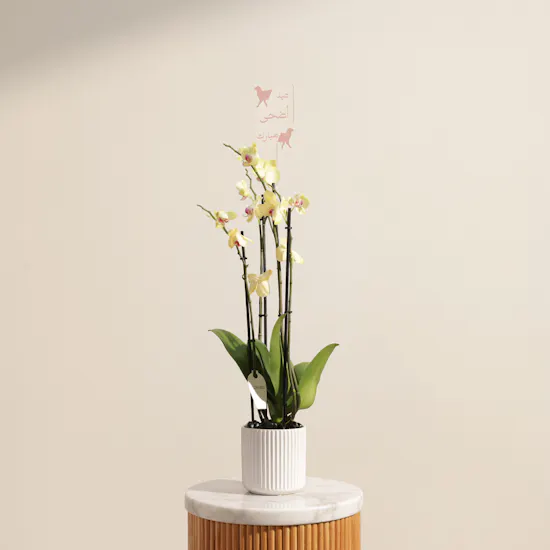 Delicate Yellow Phalaenopsis Orchid Eid Plant
