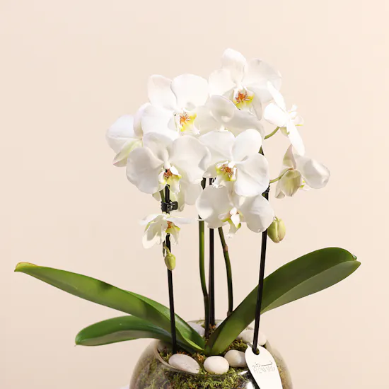 White Orchid Plant