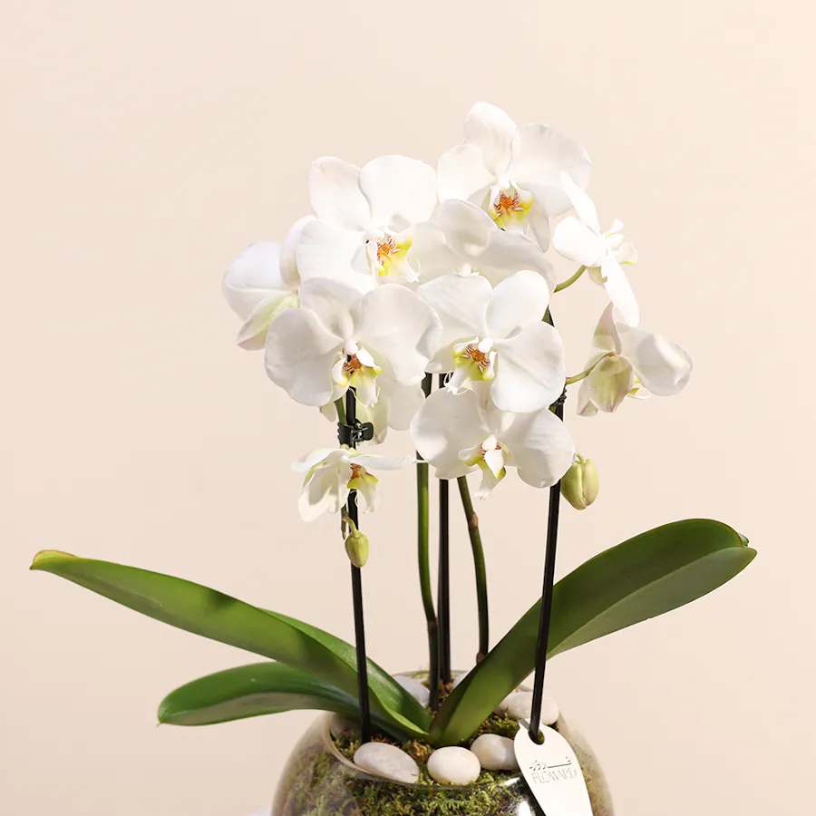White Orchid Plant  4