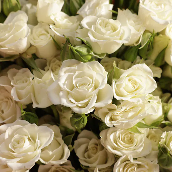 White Aura Roses Bouquet