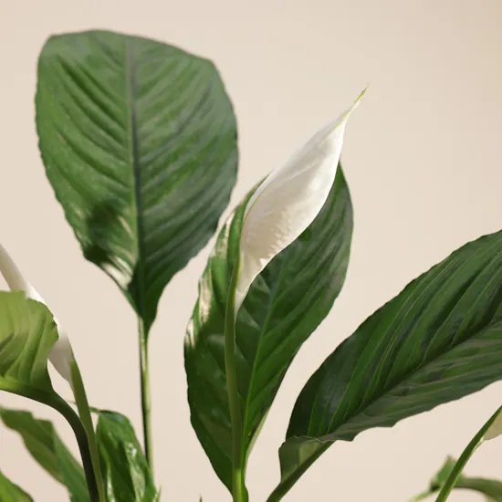 Blessed Hajj Peace Lily Plant