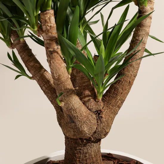 Charm Green Yucca Elephantipes Plant