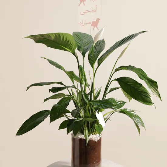 Eid Joyous White Peace Lily Plant