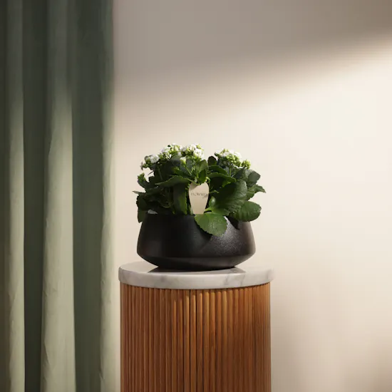 Elegant White Kalanchoe Plants Pot
