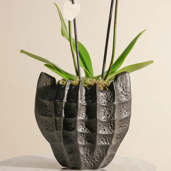 Peaceful White Orchid Plant
