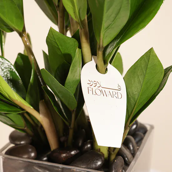 Zamia Plant | Square Glass Pot