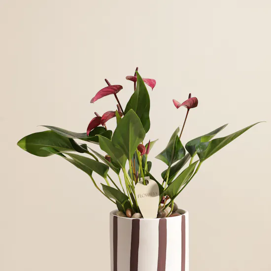 Spark Purple Anthurium Plant