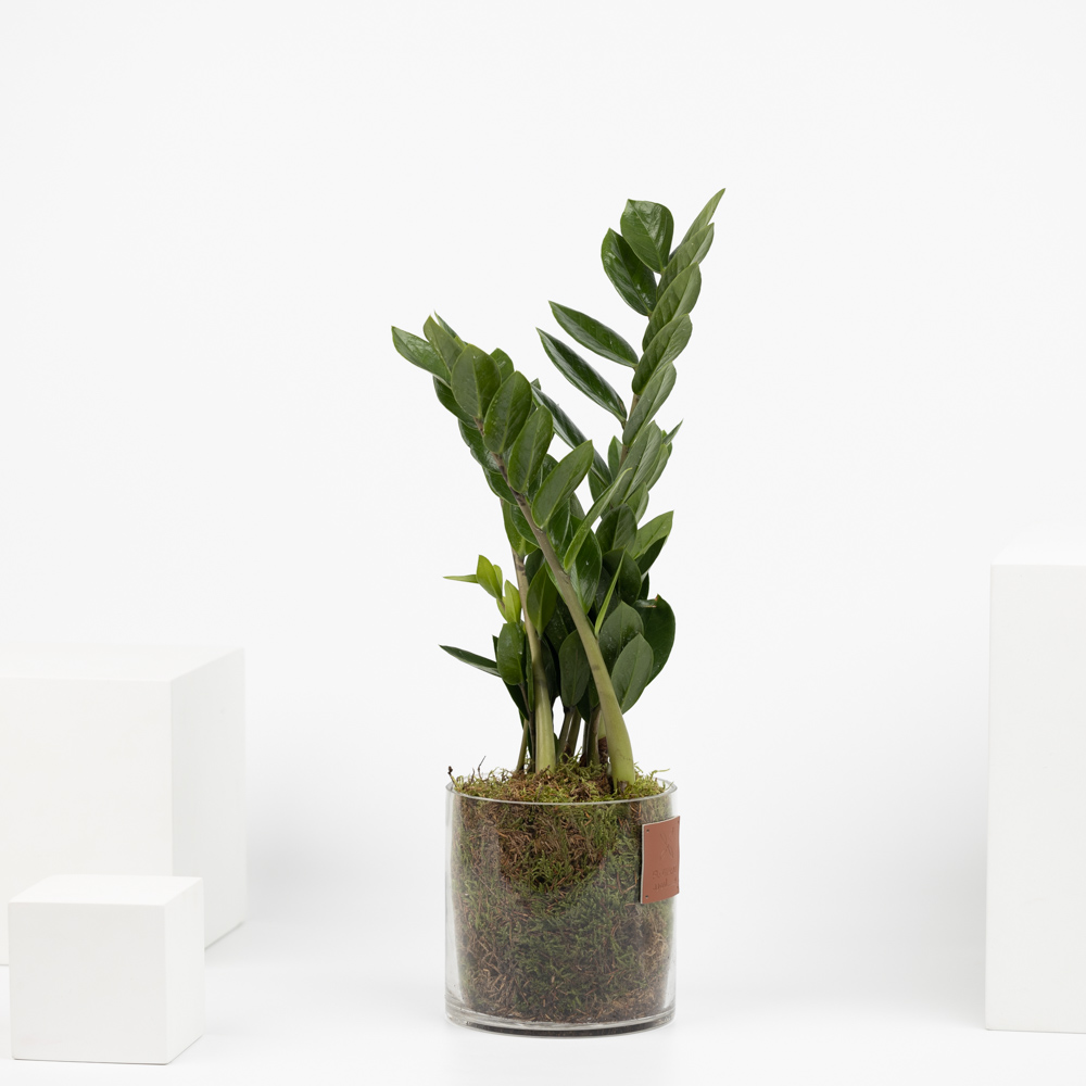 Zamioculcas Zamiifolia Plant