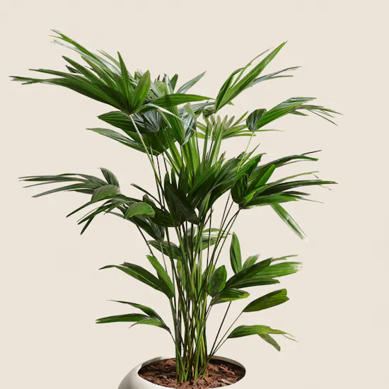 Charming Palms Livistona Chinensis Plant