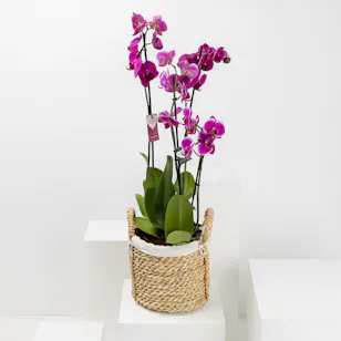 Purple Orchid Plant | Basket Purple Orchid Plant | Basket