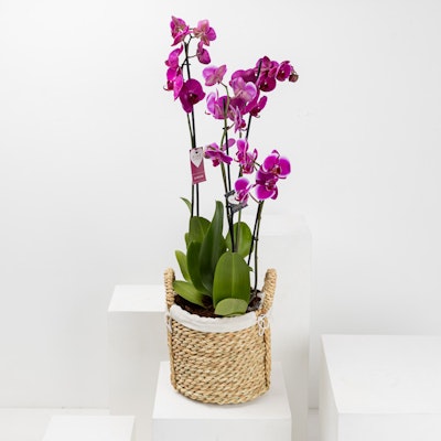 Purple Orchid Plant | Basket