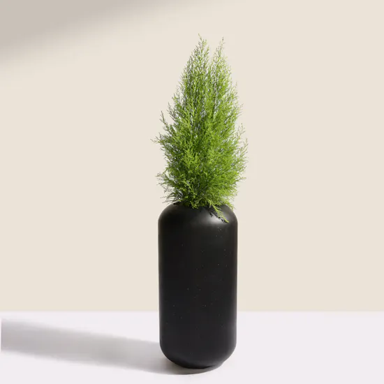 Light Big Cupressus Goldcrest Plant Pot