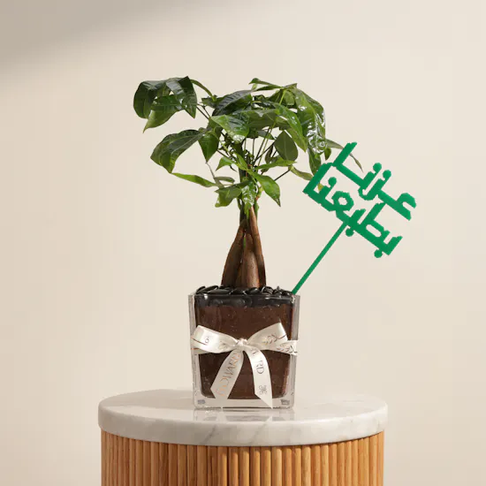 نبات باتشيرا أكواتيكا بروح العز