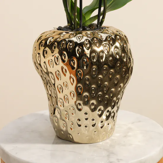 Joyful Tall Yellow Phalaenopsis Plant
