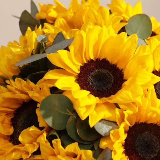 Fields of Light Sunflowers Box | 13 Flowers